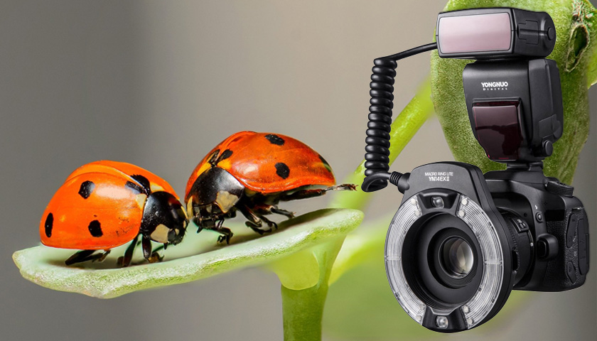 macro lens makro lens makroobjetiv objectif macrophotographie