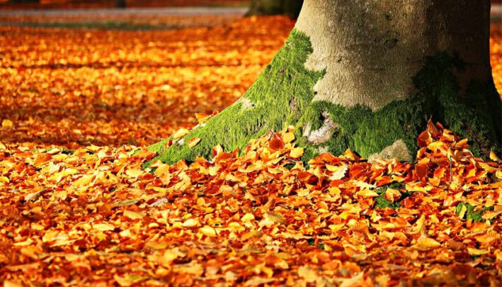 herbst | fall | automne | sonbahar